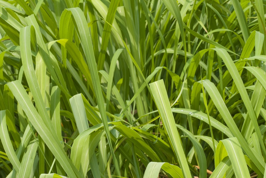 This Is How Cheap Citronella Can Ruin Your Health - Cliara Essential Oils